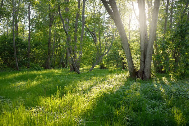Panoramatický výhled na zelený opadavý lesopark za slunečného dne. Mocné stromy, rostliny, mech. Měkké sluneční světlo. Atmosférická krajina. Příroda, životní prostředí, ekologie, ekoturistika, nordic walking, objevování - Fotografie, Obrázek