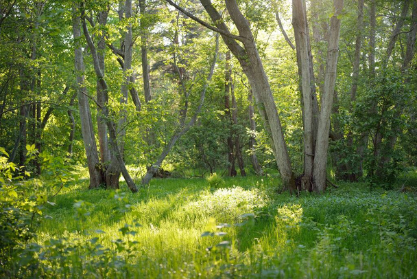 Güneşli bir günde yeşil yaprak döken orman parkının panoramik görüntüsü. Güçlü ağaçlar, bitkiler, yosunlar. Yumuşak güneş ışığı. Atmosferik manzara. Doğa, çevre, ekoloji, eko-turizm, kuzey yürüyüşü, keşif - Fotoğraf, Görsel
