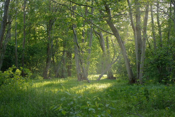 Vista panorámica de un verde parque forestal caducifolio en un día soleado. Árboles poderosos, plantas, musgo. Luz solar suave. Paisaje atmosférico. Naturaleza, medio ambiente, ecología, ecoturismo, senderismo nórdico, exploración - Foto, Imagen