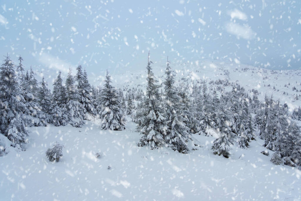 fir trees  and mountains covered with snow. beautiful winter landscape - Foto, Imagem