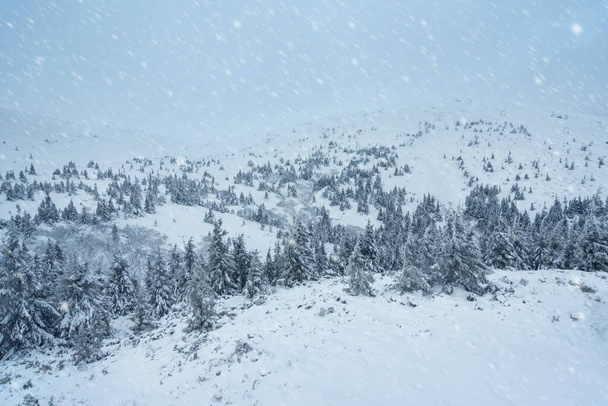 dennenbomen en bergen bedekt met sneeuw. prachtig winterlandschap - Foto, afbeelding