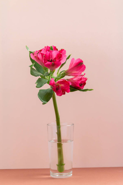 Flor magenta en jarrón de cristal sobre fondo rosa - Foto, Imagen