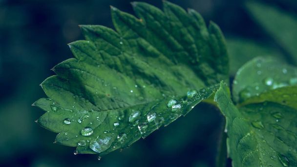 A closeup shot of a green leaf with water droplets on it - Zdjęcie, obraz