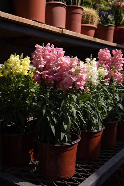 Beautiful pink, yellow and white Antirrhinum majus or Snapdragon flowers potted at the greek garden shop in October. Vertical. Daylight. Close-up. - Photo, Image