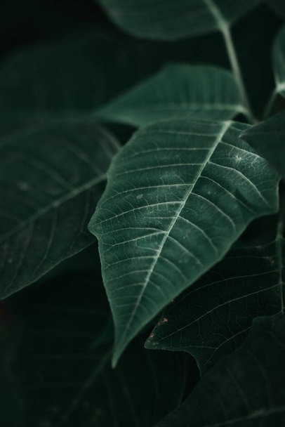 A vertical shot of green leaves - great for wallpaper - Fotografie, Obrázek