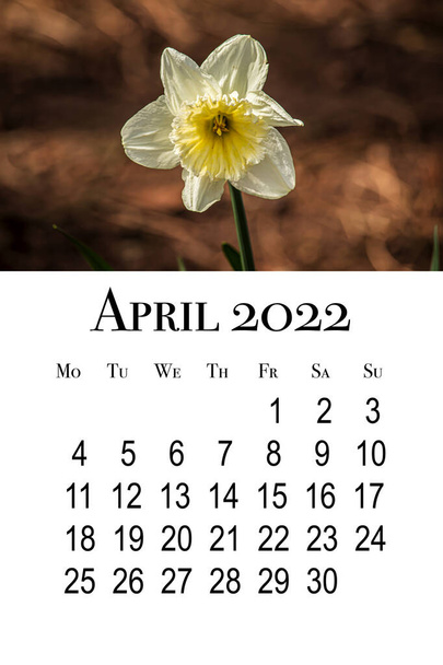 Календарь на апрель 2022 года. Вертикальный календарь, неделя начинается в понедельник. - Фото, изображение