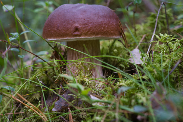 Beautiful boletus edulis mushroom banner in amazing green moss. Old magic forest mushrooms background. White mushroom in sunny day. - Photo, Image