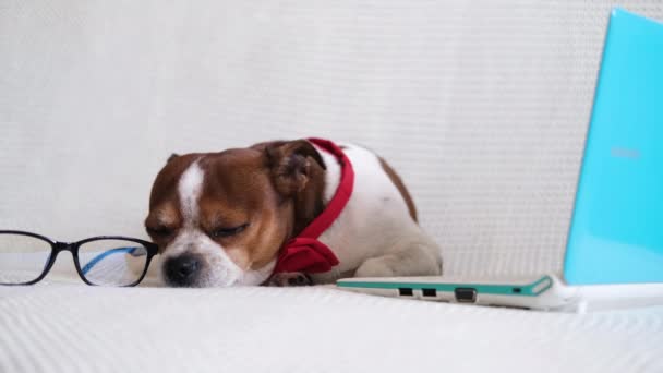 Chihuhua kutya szemüvegben és piros csokornyakkendőben laptoppal a kanapén. Online vásárlás. Játszadozni. Online munka. Karantén. Kiváló minőségű 4k felvételek - Felvétel, videó