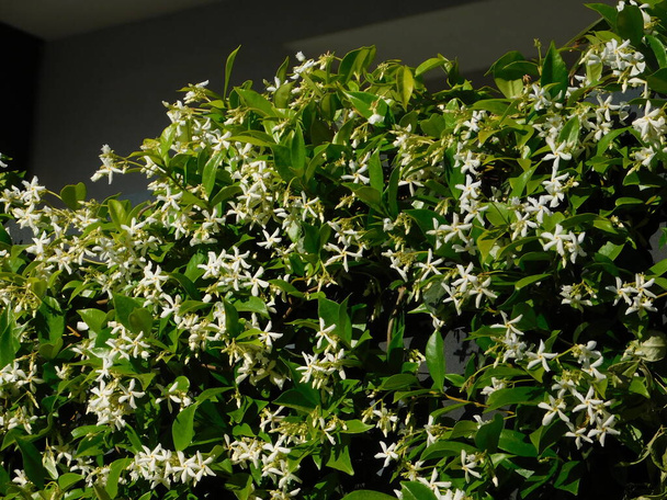 Etelä- tai tähtijasmiini, Trachelospermum tai Rhynchospermum jasminoides, viiniköynnös, täydessä kukassa, keväällä
 - Valokuva, kuva