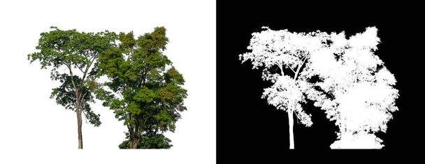 strom izolovaný na bílém pozadí s oříznutou cestou a alfa kanálem - Fotografie, Obrázek