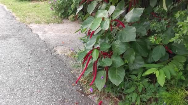 czerwony acalypha hispida kwiat houseplant. - Materiał filmowy, wideo
