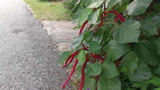 red acalypha hispida flower houseplant. - Footage, Video