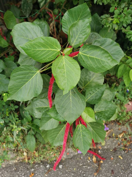red acalypha hispida flower houseplant. - Photo, Image