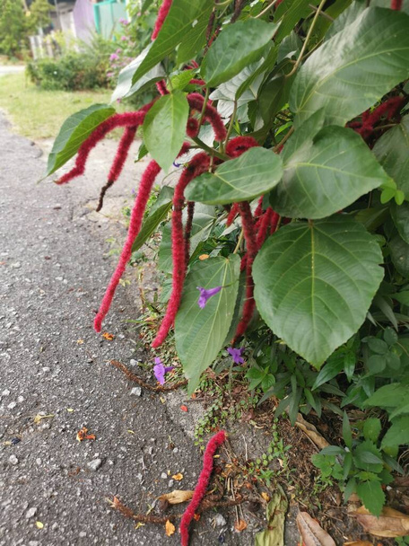 rouge acalypha hispida fleur plante d'intérieur. - Photo, image