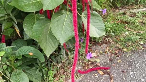 czerwony acalypha hispida kwiat houseplant. - Materiał filmowy, wideo