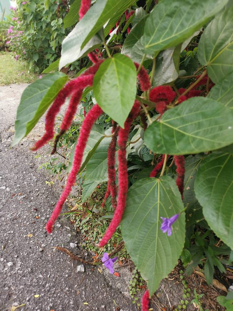 red acalypha hispida flower houseplant. - Photo, Image