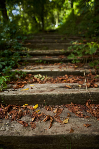 Old stairs going through the deciduous forest - Foto, Imagem