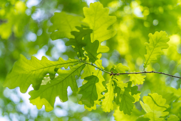 πράσινο φόντο άνοιξη με φύλλα βελανιδιάς - Φωτογραφία, εικόνα