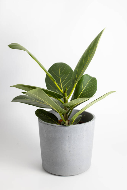 Ficus Altissima Variegated benghalensis Beautiful plant on white background isolated, green plant leaves at home - Foto, imagen
