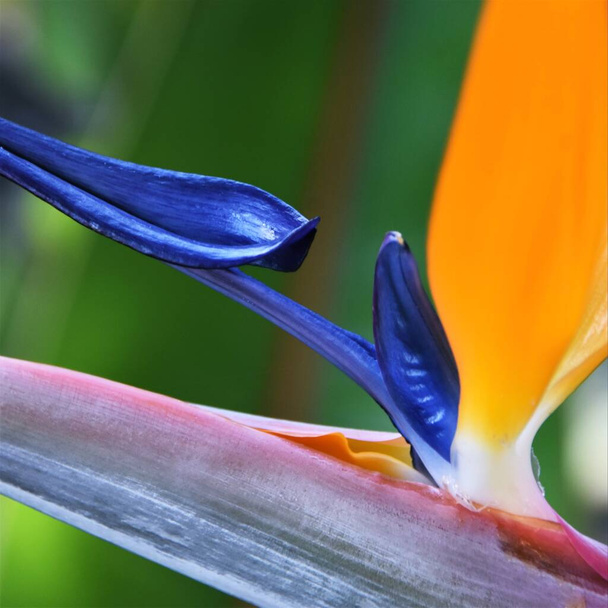 Κοντινό πλάνο ενός λουλουδιού reginae stelitzia - Φωτογραφία, εικόνα