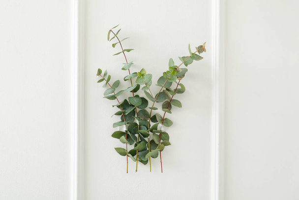 Eucalyptus branches on white wall - Fotografie, Obrázek