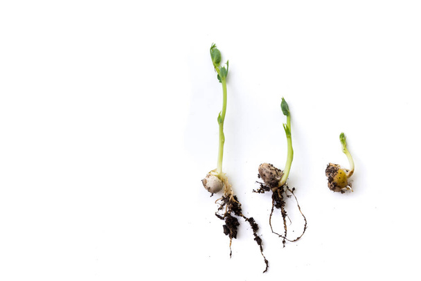 plantas de guisante etapas de crecimiento, acostado plano, aislado en blanco - Foto, imagen