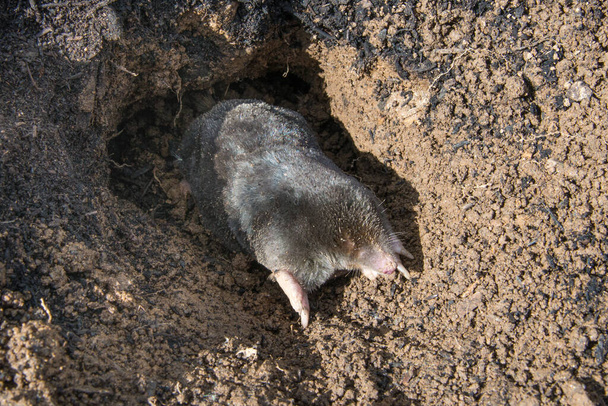 European mole (Talpa europaea) is a mammal of the order Eulipotyphla. It is also known as the common mole and the northern mole. - Photo, Image