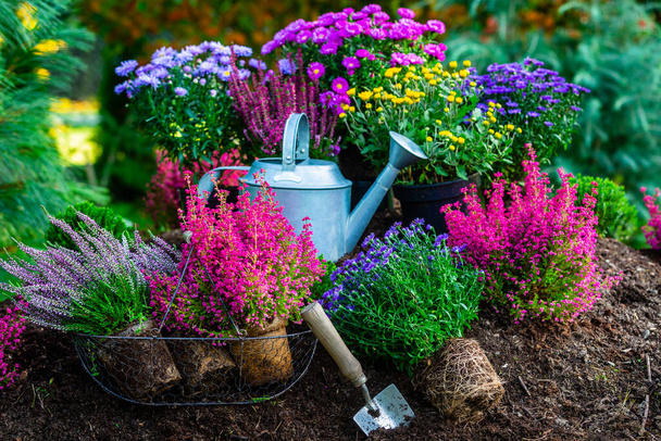 Semis de bruyère et asters avec outils de jardin dans le jardin. - Photo, image