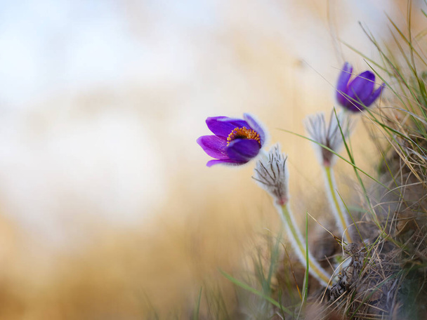 divoký krokus flavus květ rostoucí při západu slunce venku - Fotografie, Obrázek