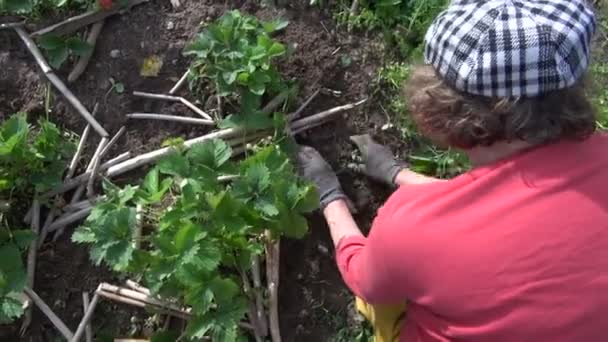 Woman with glove and hoe weed strawberry in garden. Handiwork - Footage, Video