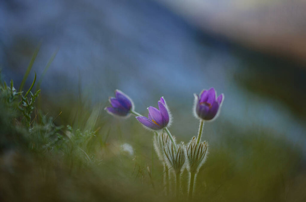 flor de crocus flavus silvestre que crece al atardecer al aire libre - Foto, Imagen