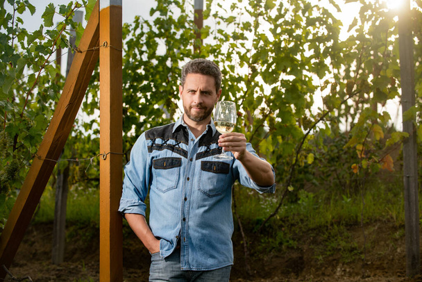 bearded winemaker man hold wineglass at vineyard outdoor, cheers - Photo, Image