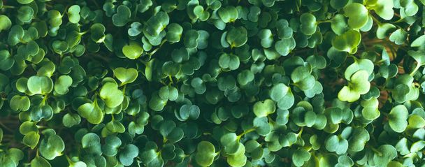 Microgreens germinados de cerca. Antioxidante. Fondo vegetal - Foto, Imagen