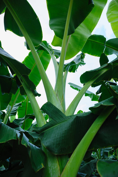 Green banana trees growing at field - Foto, immagini