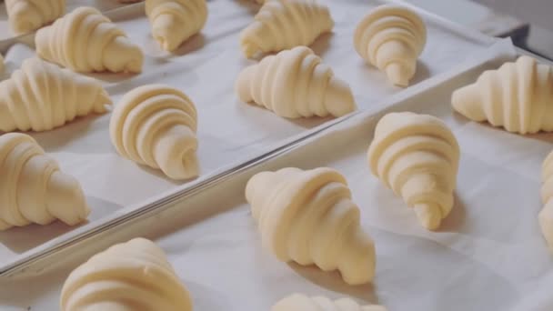 Beautiful raw croissants on baking sheet before baking. Bakery. Confectionary shop - Footage, Video