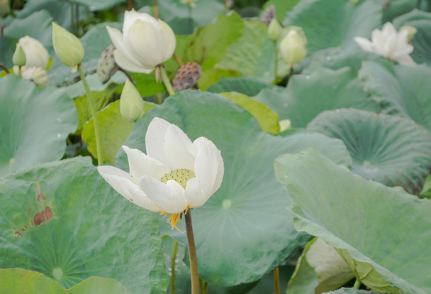großer weißer Lotus im Teich nach Regen - Foto, Bild