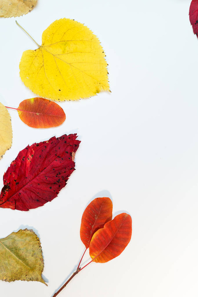 Jesienna makieta z żółtymi, czerwonymi liśćmi. Szyszki i biała kartka papieru do napisu. - Zdjęcie, obraz
