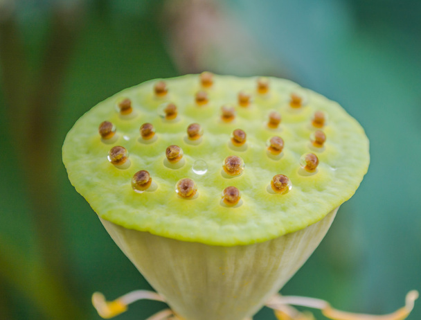  Green young lotus seed pod in a pond
 - Фото, изображение