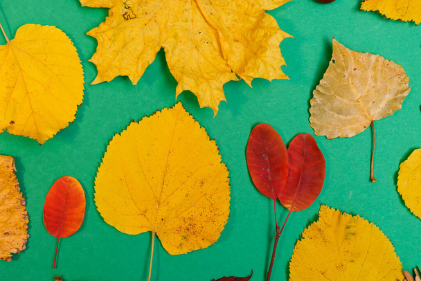 maqueta de otoño con hojas amarillas y rojas. Conos de abeto y una hoja de papel blanca para la inscripción. - Foto, Imagen