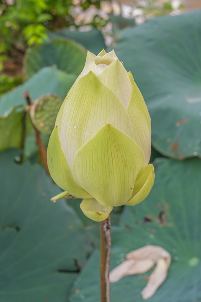 lotus blanc dans un grand étang ont fond de feuille verte
  - Photo, image