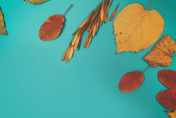 Осенний макет с желтыми, красными листьями. Конусы ели и белый лист бумаги для надписи. - Фото, изображение