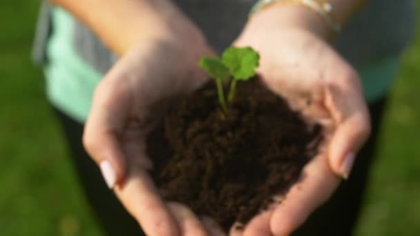 Small green plant growing from soil in young girls hands. Concept of growth. - Footage, Video