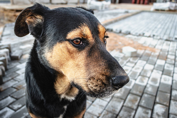 Hlídací pes na staveništi. Detailní záběr hlídacího psa - Fotografie, Obrázek