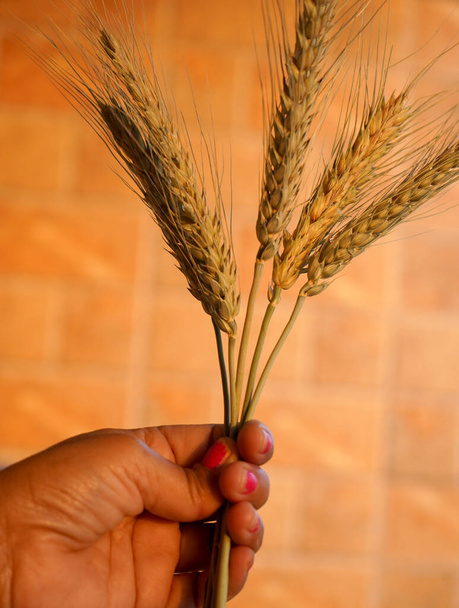 Frau hält Weizen-Ährenkorn in den Händen. - Foto, Bild
