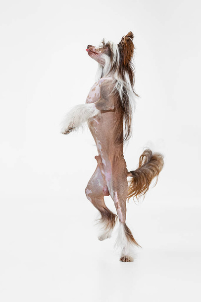 One beautiful pedigree dog, Chinese Crested Dog stands on its hind legs isolated over white studio background. - Φωτογραφία, εικόνα