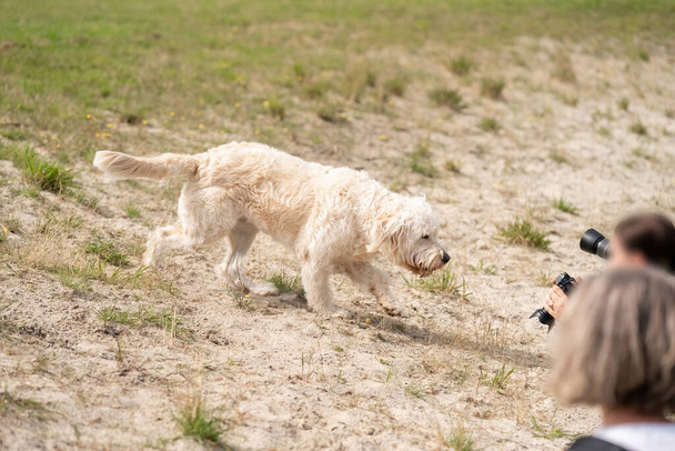 Labradoodle dog walks curiously across the sand to some blurred photographers. The camera lenses are focused on the white dog. The people lie on the ground between clumps of grass in the yellow sand. - Photo, Image