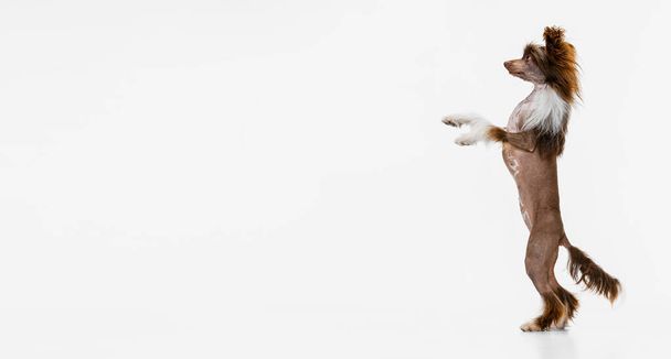 One beautiful pedigree dog, Chinese Crested Dog stands on its hind legs isolated over white studio background. - Фото, изображение