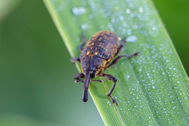 insect beetle Black vine weevil (Otiorhynchus sulcatus), Czech Republic wildlife - Φωτογραφία, εικόνα
