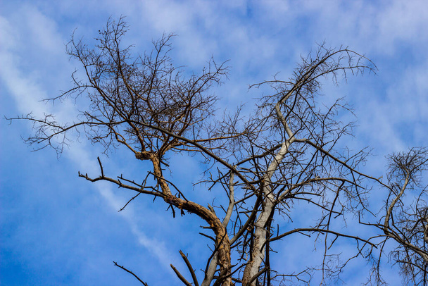 Treetops under a cloudy blue sky. sunny day - Fotó, kép