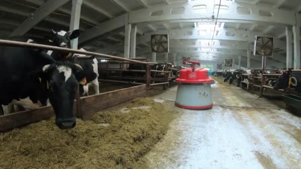 Les robots agriculteurs sont programmés pour travailler dans les locaux de la ferme pour l'alimentation animale
. - Séquence, vidéo